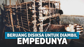 Beruang dimasukkan ke kandang yang sempit