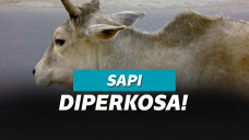 Ilustrasi sapi