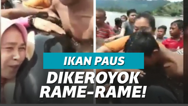 Warga Inobonto elus dan cium paus pembunuh