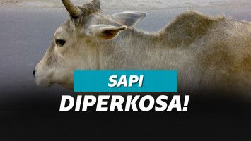 Ilustrasi sapi