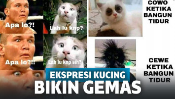 Meme ekspresi gemas kucing