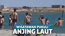 Wisatawan pukul anjing laut