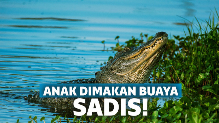 Ilustrasi buaya