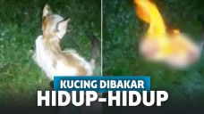 Kucing dibakar hidup-hidup