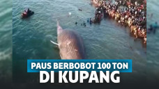 Bangkai paus 100 ton