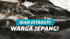 ilustrasi satu kota Jepang dibuat panik gara-gara ikan