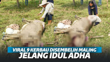 Viral 9 Kerbau Disembelih Maling, Daging Diambil, Pemilik Disisakan Jeroan