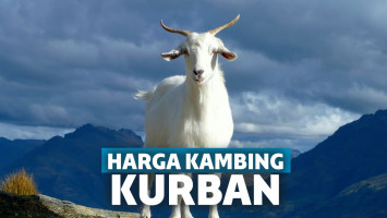 harga kambing kurban