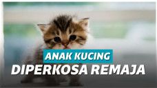 Ilustrasi anak kucing