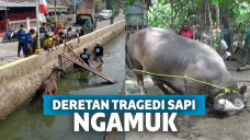 Deretan tragedi sapi mengamuk