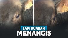 Sapi kurban menangis sebelum disembelih