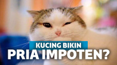 Ilustrasi kucing