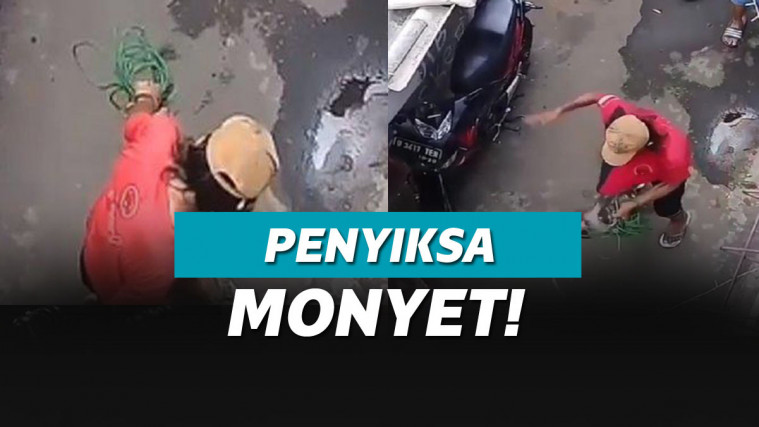 ilustrasi penyiksaan monyet