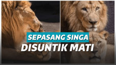 Kebersamaan Hubert dan Kalisa