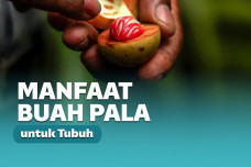 buah Pala