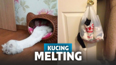 Kucing melting