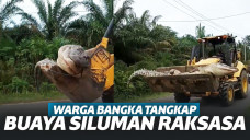 Heboh Buaya Siluman di Bangka Belitung, Kepalanya Dipenggal Dibawa Buldoser