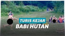Turis Naturis Mengejar Babi Hutan yang Mencuri Laptopnya