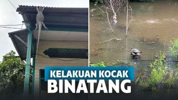 Hewan lagi gabut