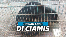 Binturong