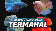 Ikan cupang