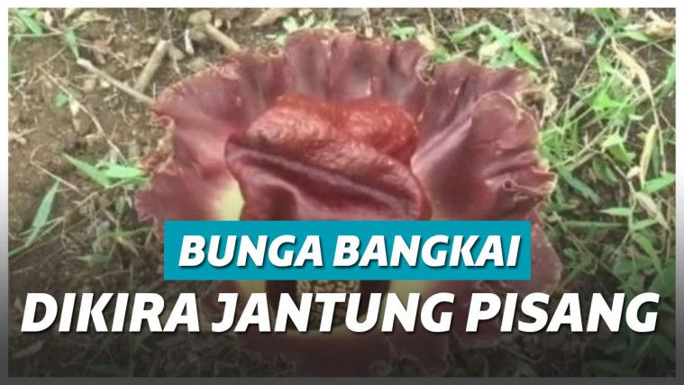 Bunga bangkai