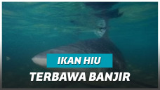 Hiu Banteng