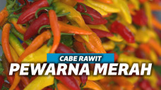 Ilustrasi cabai rawit