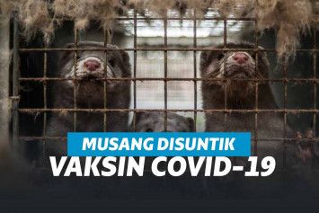 Musang ferret