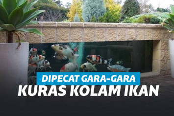 Pegawai yang termenung dipecat setelah menguras kolam ikan koi