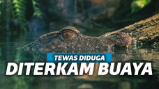 Ilustrasi : Buaya