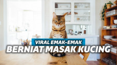 Ilustrasi : kucing