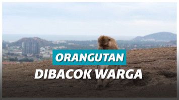 Ilustrasi orangutan