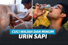 Pria Cuci Muka dan Minum Air Urin Sapi