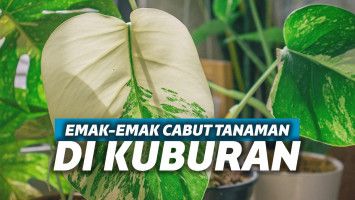 Tanaman Keladi