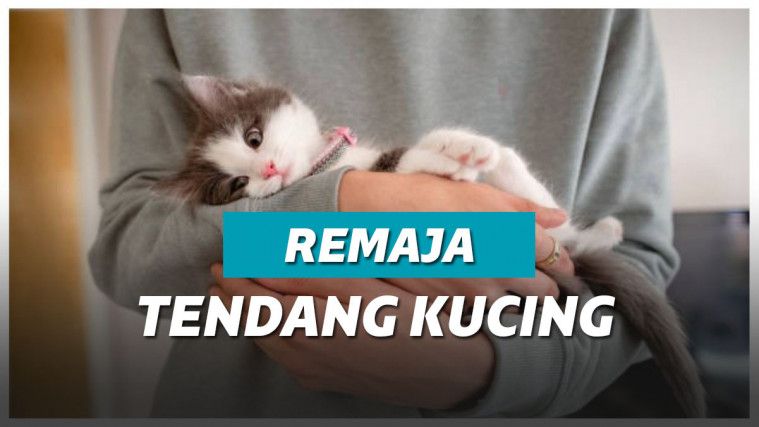 Ilustrasi kucing