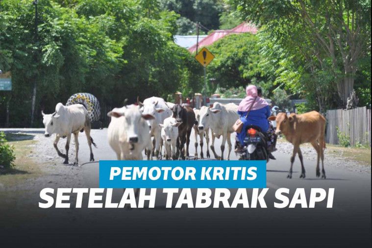 Ilustrasi : ternak di jalan raya