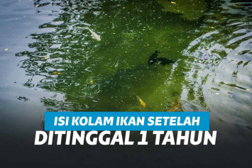 Ilustrasi : kolam ikan