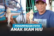 https://news.detik.com/foto-news/d-5435809/potret-hiu-berwajah-mirip-manusia-bikin-heboh-warga-ntt/4