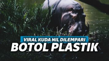 Ilustrasi kuda nil