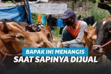 Pria yang tak kuasa menahan tangis saat sapi kesayangannya dijual