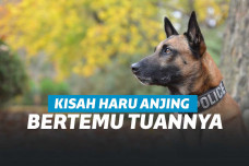 Ilustrasi anjing yang dekat dengan tuannya.