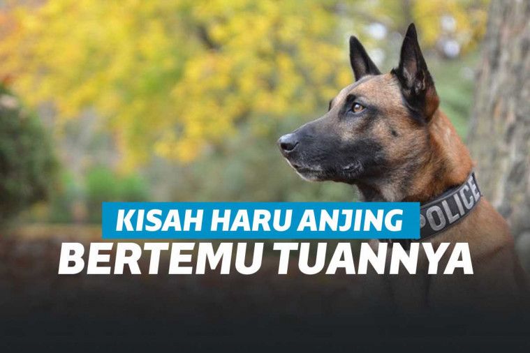 Ilustrasi anjing yang dekat dengan tuannya.