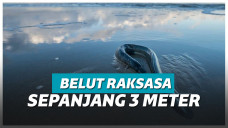 Ilustrasi belut raksasa