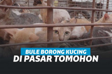 Bule Selamatkan Kucing di Pasar Tomohon
