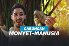 Ilustrasi gambar manusia-monyet