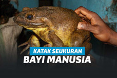 Ilustrasi katak