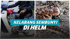 Kelabang sembunyi di dalam helm