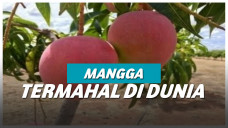 Ilustrasi mangga Miyazaki Jepang