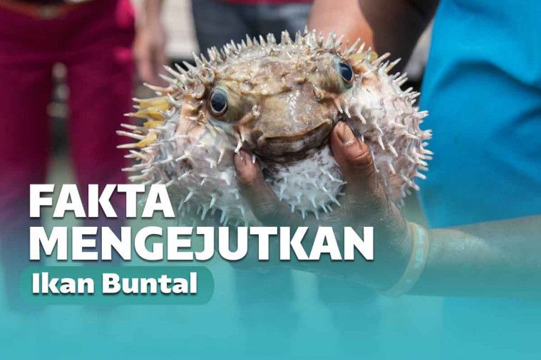 Ikan Buntal